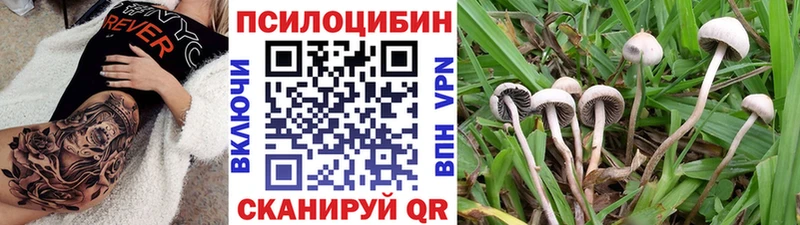 Галлюциногенные грибы Psilocybine cubensis  blacksprut   Чегем  где можно купить  